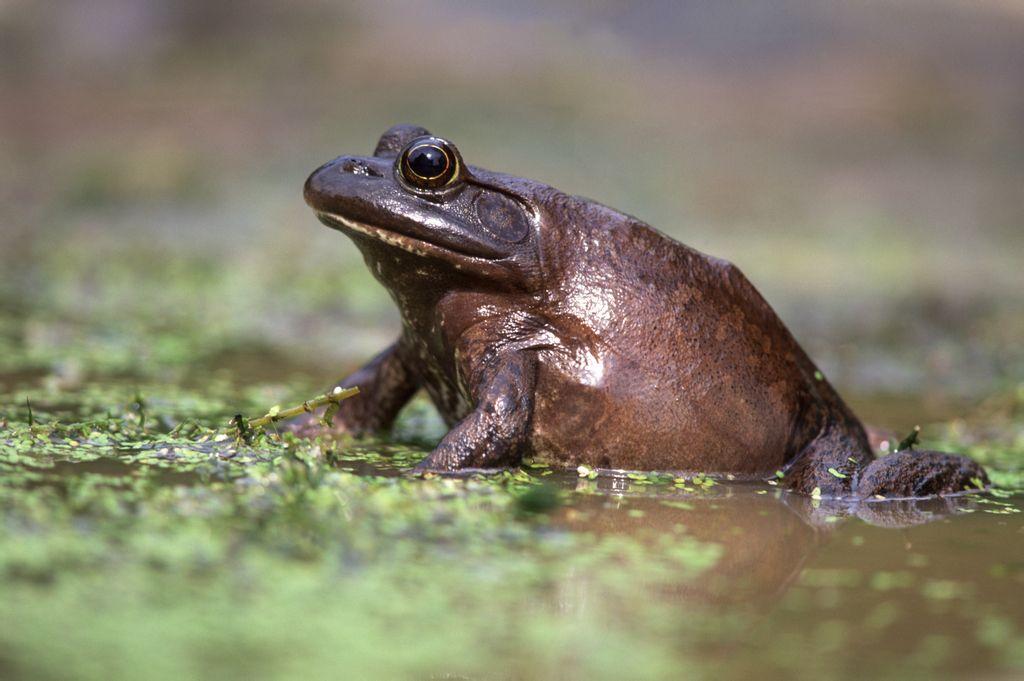 梦境解析，当蛇与青蛙相遇——解密晚上梦见蛇吃青蛙，蛇最后也死亡的深层含义