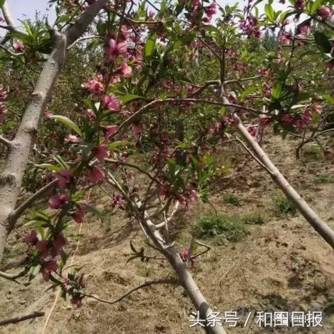 陕西哪里的桃最好？