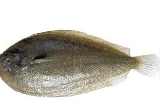 鳎目鱼是龙利鱼还是巴沙鱼(没刺鱼叫什么)-世佳生活百科网