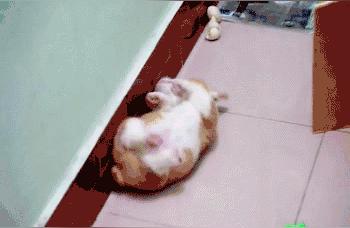 梦见狗咬狗