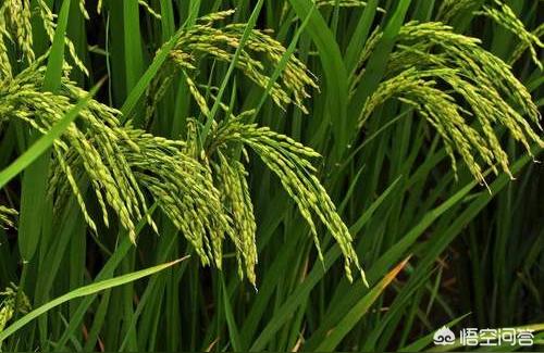 干旱环境监测论文摘要一个合理的干旱指标应该有哪些特征