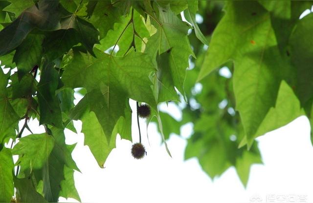 法桐是什么植物