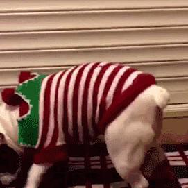 武汉市养狗有什么规定