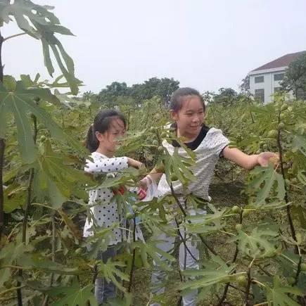河南周口万果园的相关长尾关键词有哪些