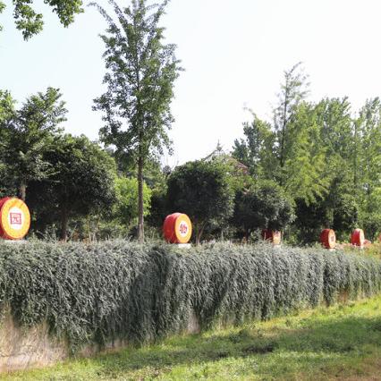 石化武汉市市花是什么