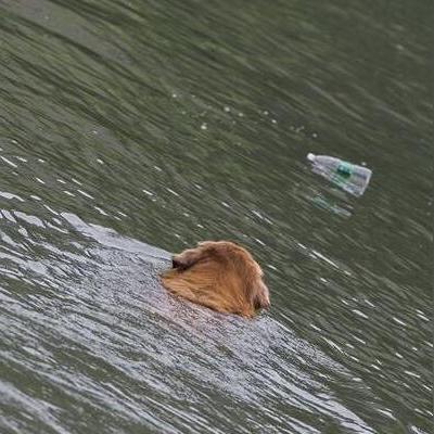 苏州市人禁止养什么狗了