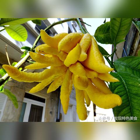 福建省家乡有什么水果