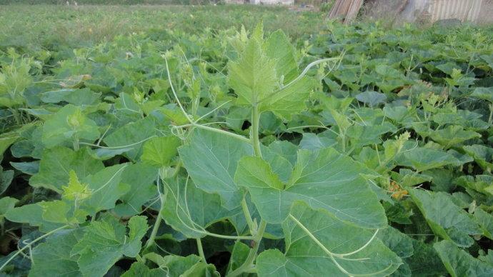 夏天都有什么美食名字（2020年最火的创业小吃有哪些）