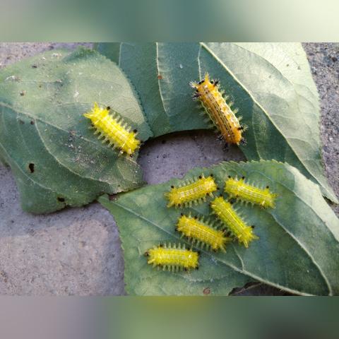 《洋辣子：自然界的奇特生物》-第1张图片-其人生活百科