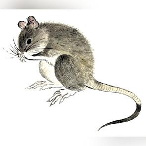 十二生肖运势7月18日(十二生肖运势7月18日出生)