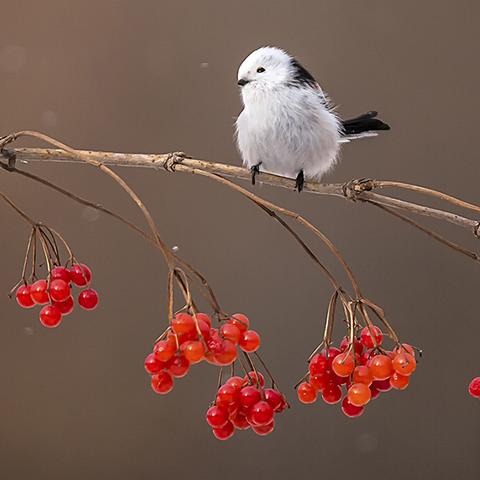 动物卡通图画大全的长尾关键词有什么