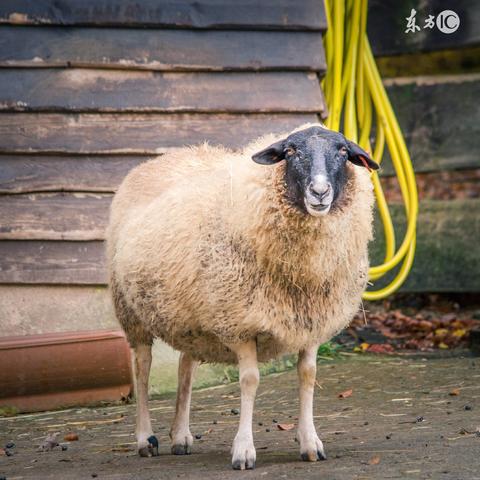 伤官多的人(伤官多的人心思多嘛)