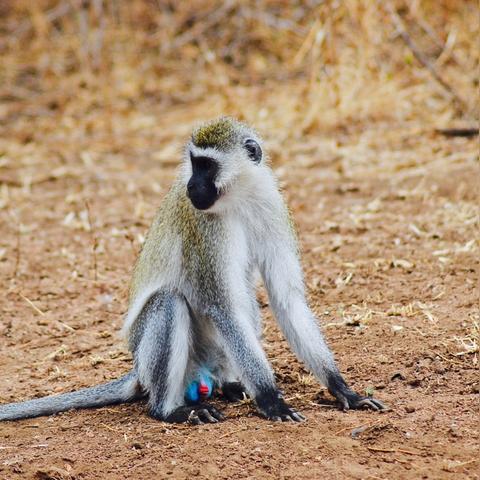 非洲最大的跨境电商平台是什么 衍生的长尾关键词有什么