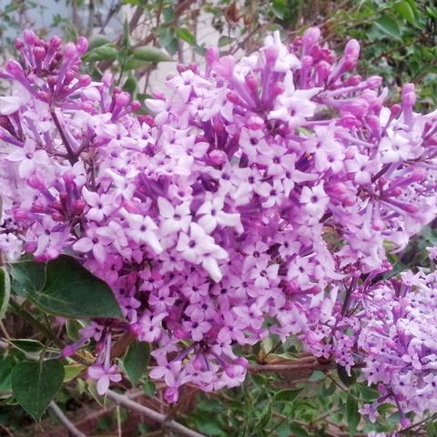 丁香人才周哈尔滨学院相关长尾关键词有哪些