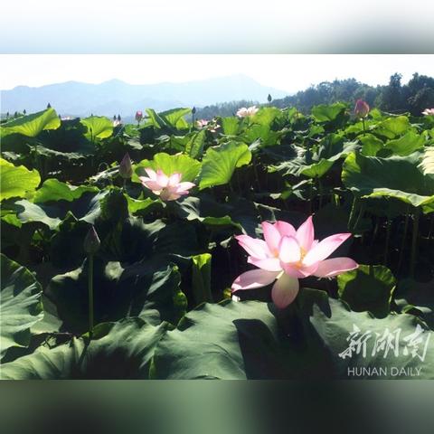 潍坊市荷花窑的长尾关键词有哪些