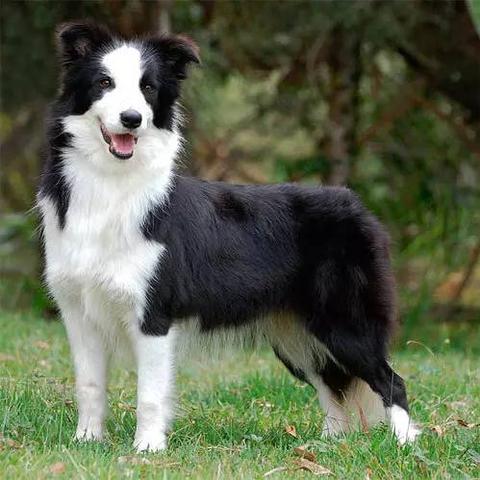 澳洲野犬生存挑战：探索与驯服的终极攻略