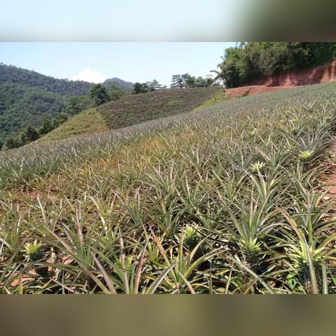 景谷天气预报小时报的长尾关键词有什么