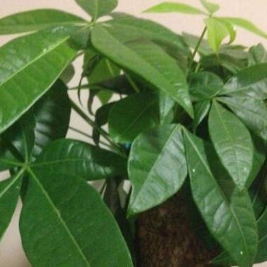 什么生肖克属狗的运势最好(什么克属狗的人)