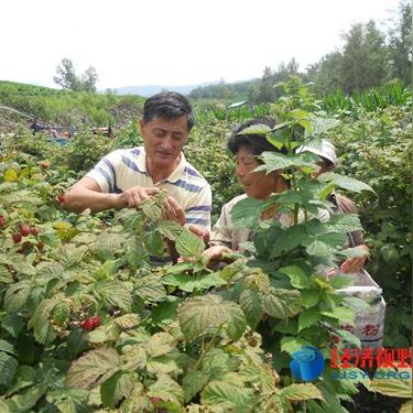 树莓 哈尔滨相关长尾关键词有哪些