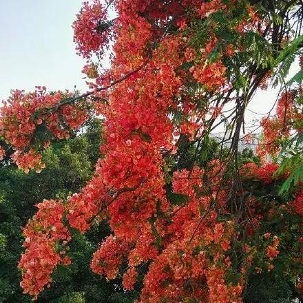厦门的市花是什么？