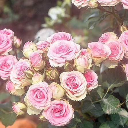 月季福建适合哪个