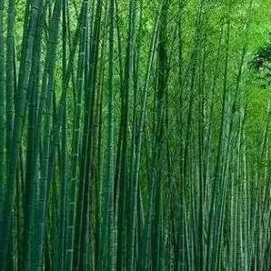 南宁白鹤观竹海的相关长尾关键词有哪些