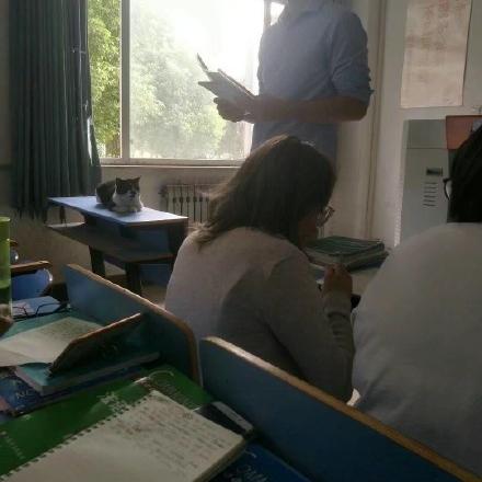 河南哪个学校有宠物医学专业大专？