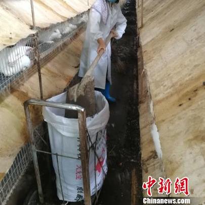 赣州市哪里有肉兔买的店