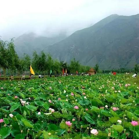 兰州市哪里有卖棉花糖的