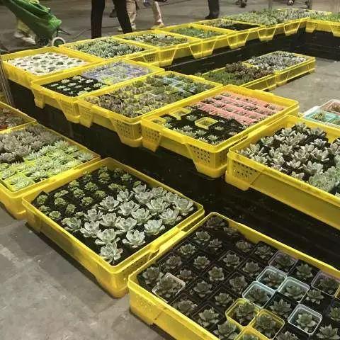 无锡市红枣坊城中店的长尾关键词有哪些