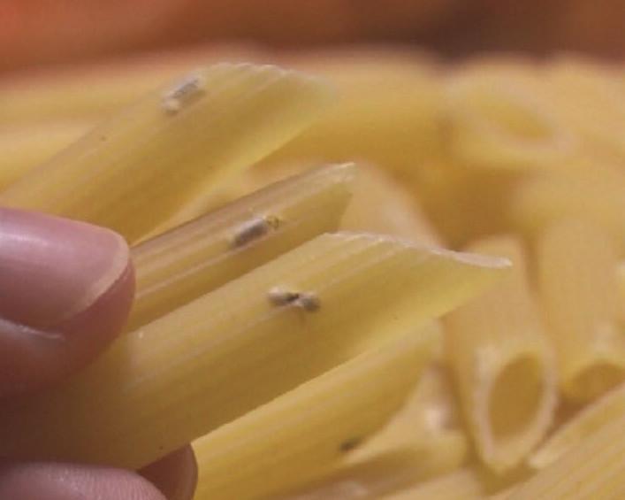 梦见马身上有虫子,梦境背后的深层含义与解析 梦见马身上有虫子,梦境背后的深层含义与解析