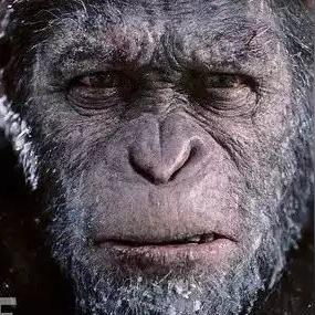 猩猩电影有哪些