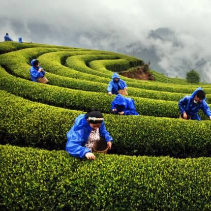 温州市摘猕猴桃的长尾关键词有哪些