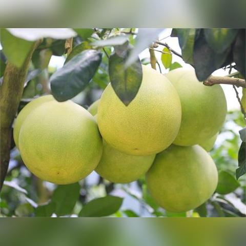 重庆大庙景点介绍大全的长尾关键词有哪些