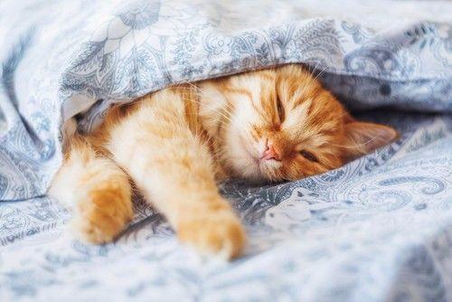 梦境解析，猫在梦中的神秘寓意