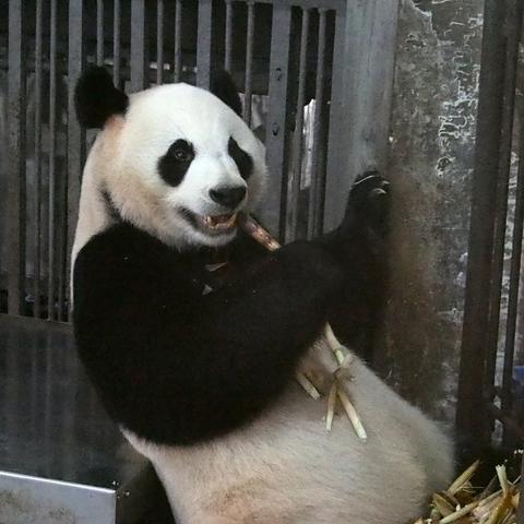 从成都市怎么到中华大熊猫苑