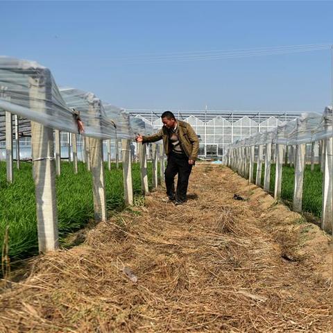 河南种韭菜怎么样