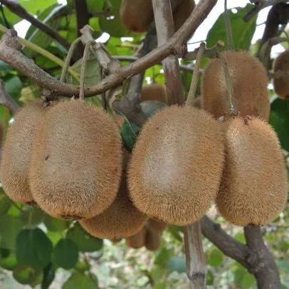 辽宁朝阳属什么气候