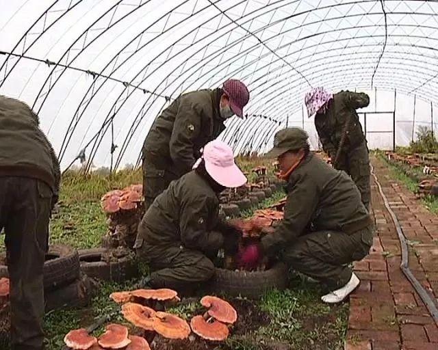 灵芝种植方法及步骤,石灵芝的种植?