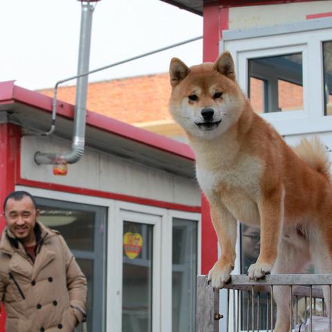 哈尔滨宠物用品店推荐相关长尾关键词有哪些