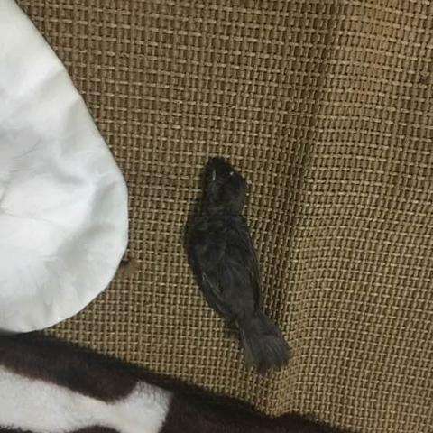 武汉爱心猫粮的相关长尾关键词有哪些