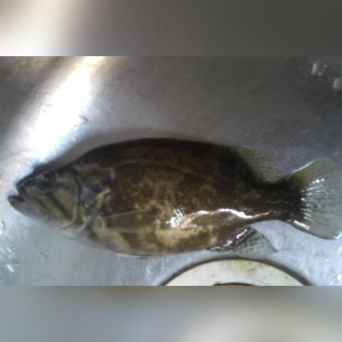 桂林市漓江里面有什么鱼