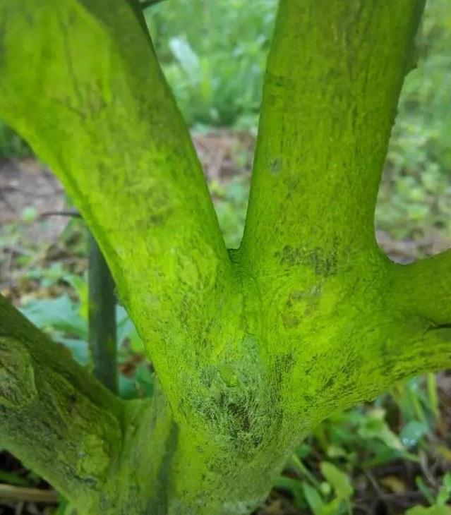 柑橘干青苔種植手藝_賀州市昭平縣黃姚鎮(zhèn)是值得去游覽的古鎮(zhèn)嗎