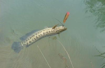 梦境的深意，梦见很多鱼和一只乌龟预示着什么？