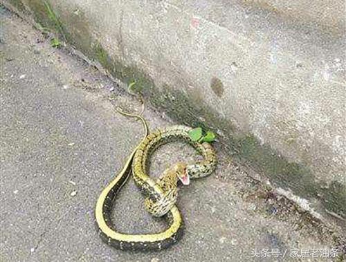 梦境解析，梦到人被蛇咬死后你出手相救——揭开打蛇梦境的深层含义