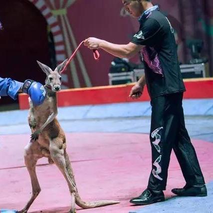 江苏省拳击锦标赛无锡市的长尾关键词有什么