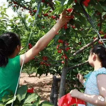 保定市白沟区有哪些镇