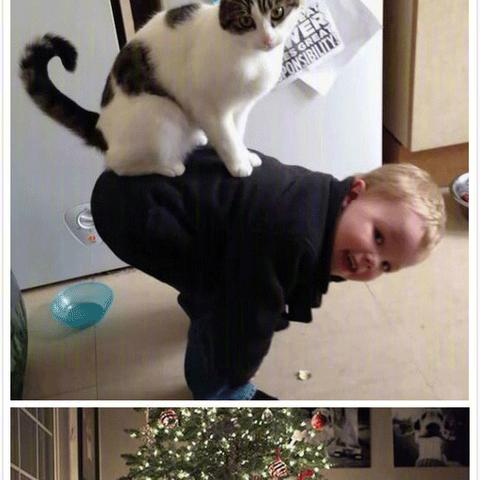 西安带宠物景点相关长尾关键词有哪些