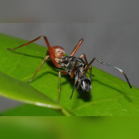 巴西足球运动员绿巨人的长尾关键词有哪些