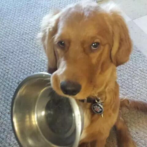 电影富贵狗狗免费观看的长尾关键词有什么